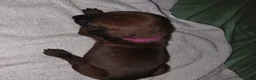 Redbone Coonhound dogs for sale: Redbone Coonhound 2(pink) - Ad 8