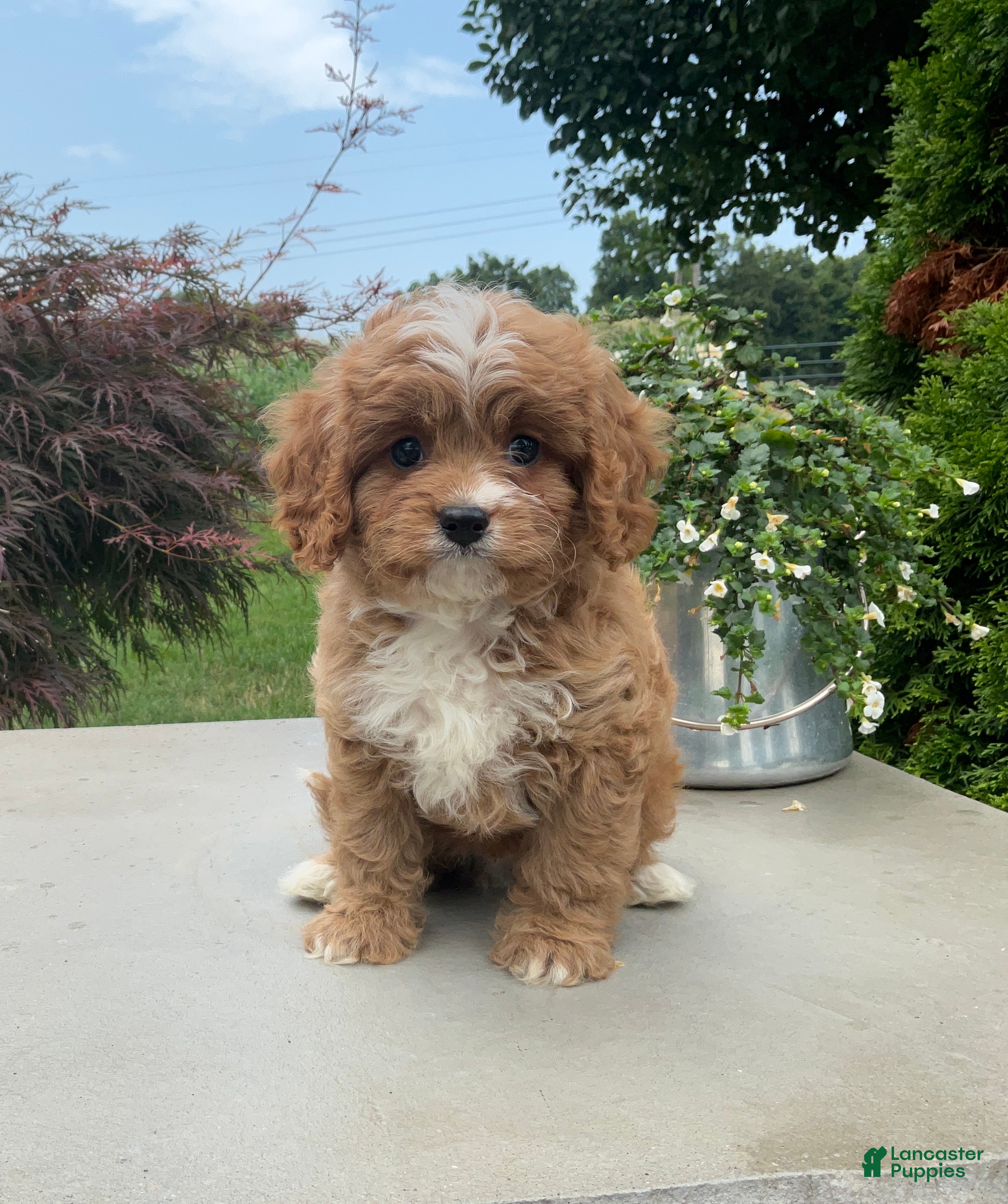 Cavapoo dogs Andy - Ad 1