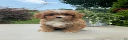 Cavapoo dogs for sale: Andy - Ad 3