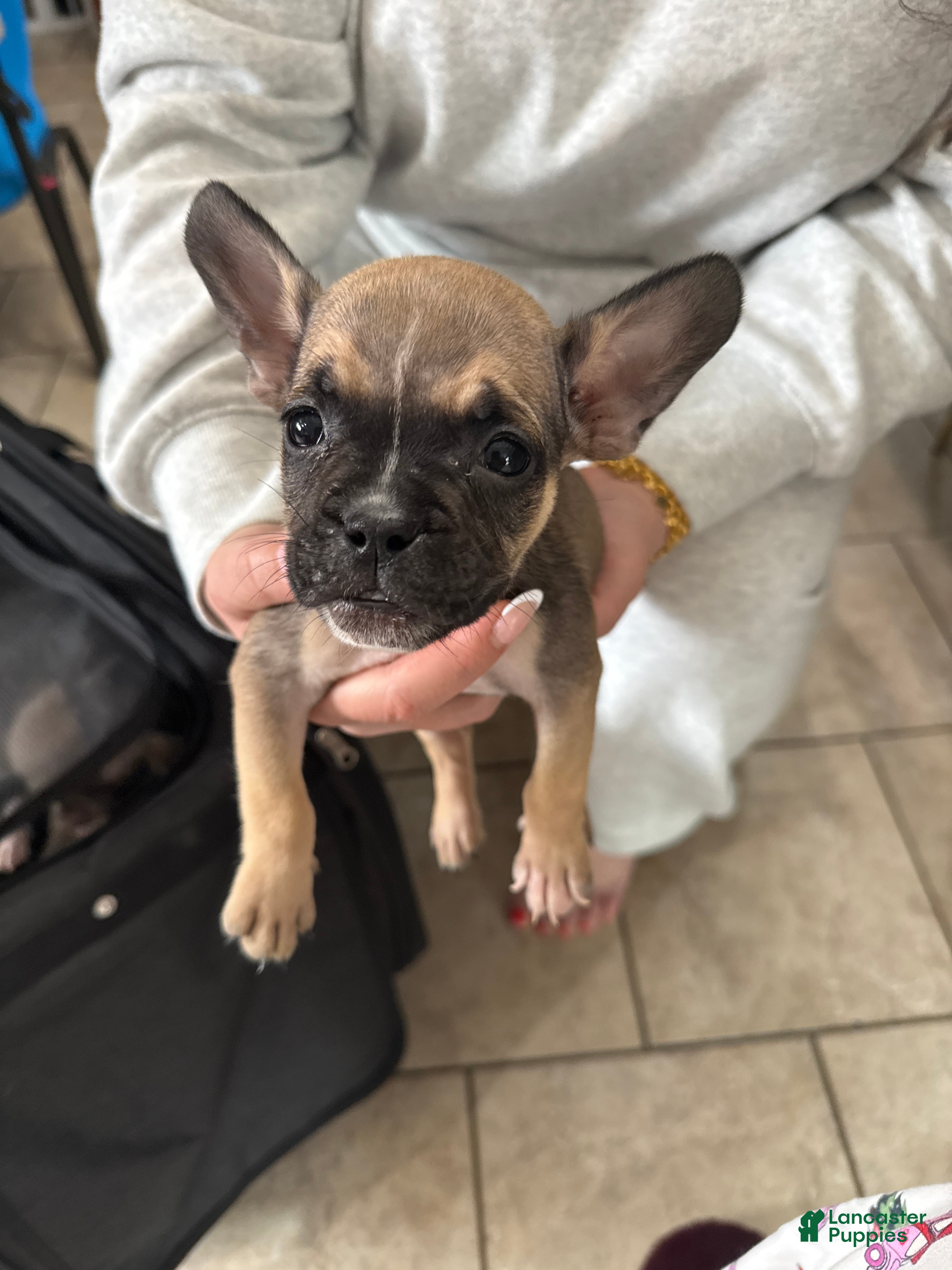 Mixed Breed dogs Mixed Breed Puppy 4 - Ad 10