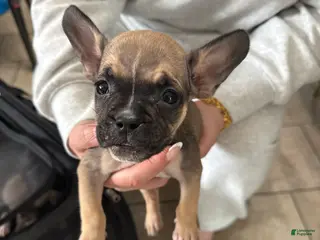 Mixed Breed dogs Mixed Breed Puppy 4 - Ad 12