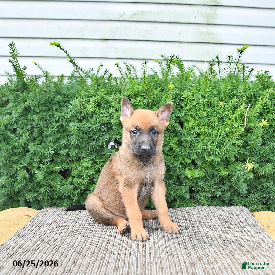 Mixed Breed dogs Arlo - Ad 2