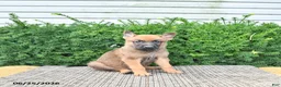 Mixed Breed dogs for sale: Arlo - Ad 2