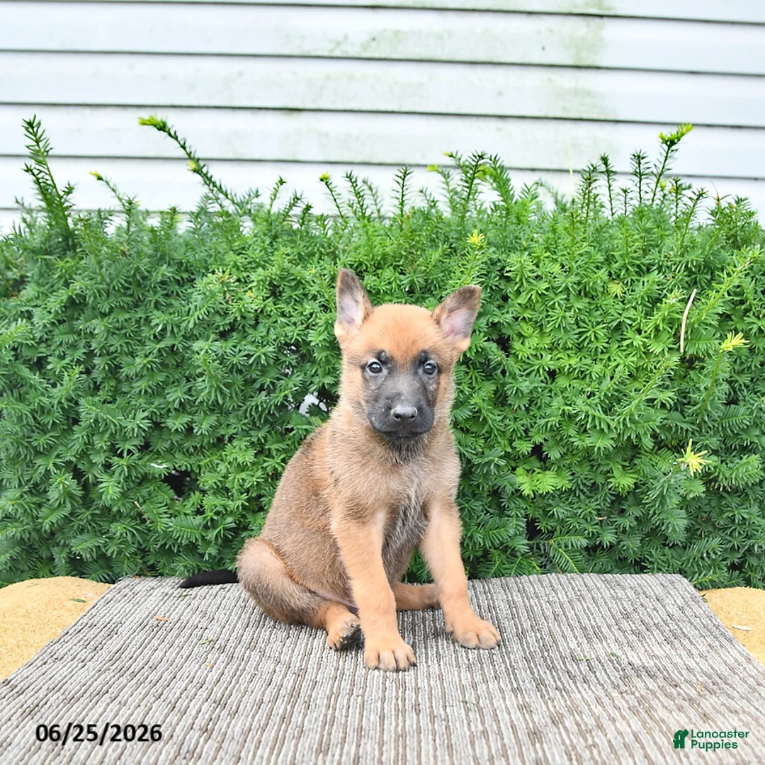 Mixed Breed dogs for sale: Arlo - Ad 2