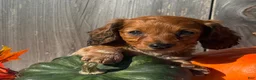 Miniature Dachshund dogs for sale: October  - Ad 4