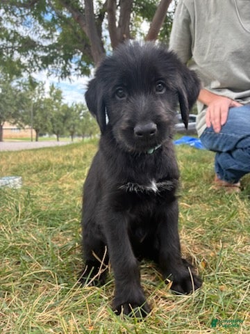 Mixed Breed dogs Kai - Ad 23