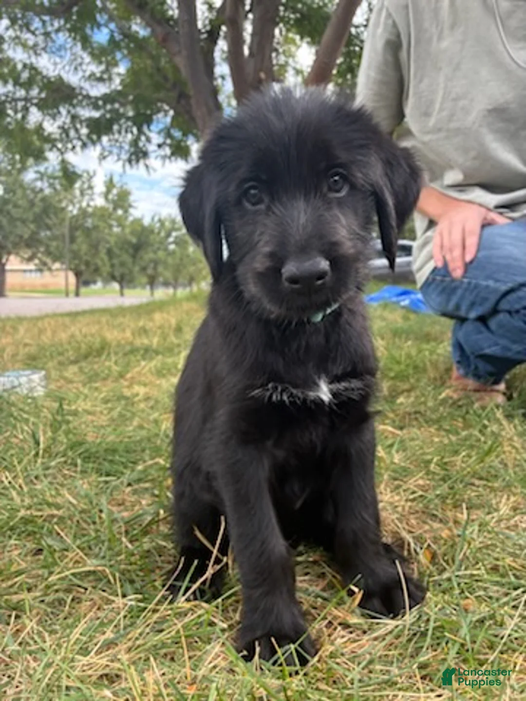 Mixed Breed dogs for sale: Kai - Ad 1