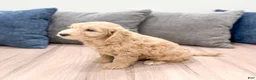 Mini Goldendoodle dogs for sale: Jenna - Ad 7