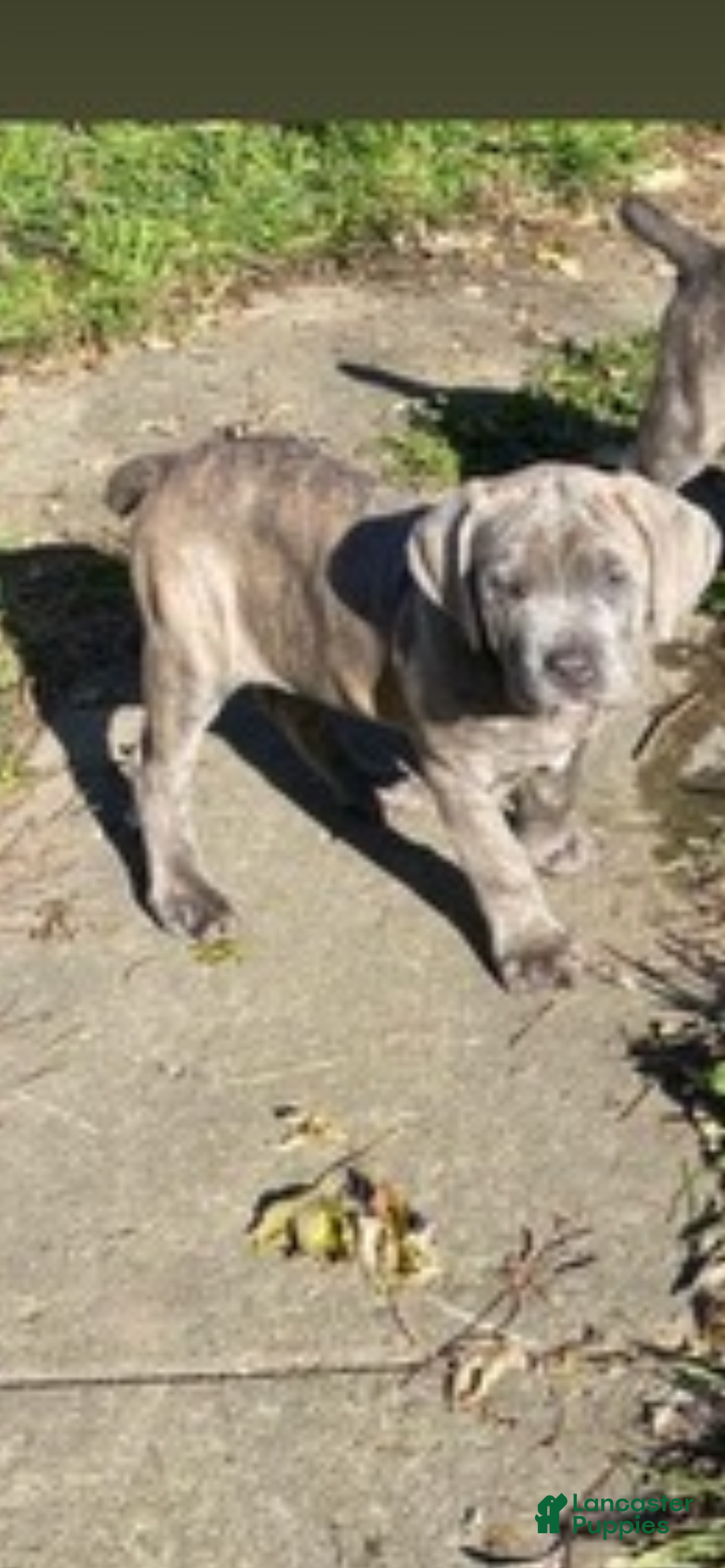 Cane Corso dogs for sale: Cane Corso Puppy 2 - Ad 2