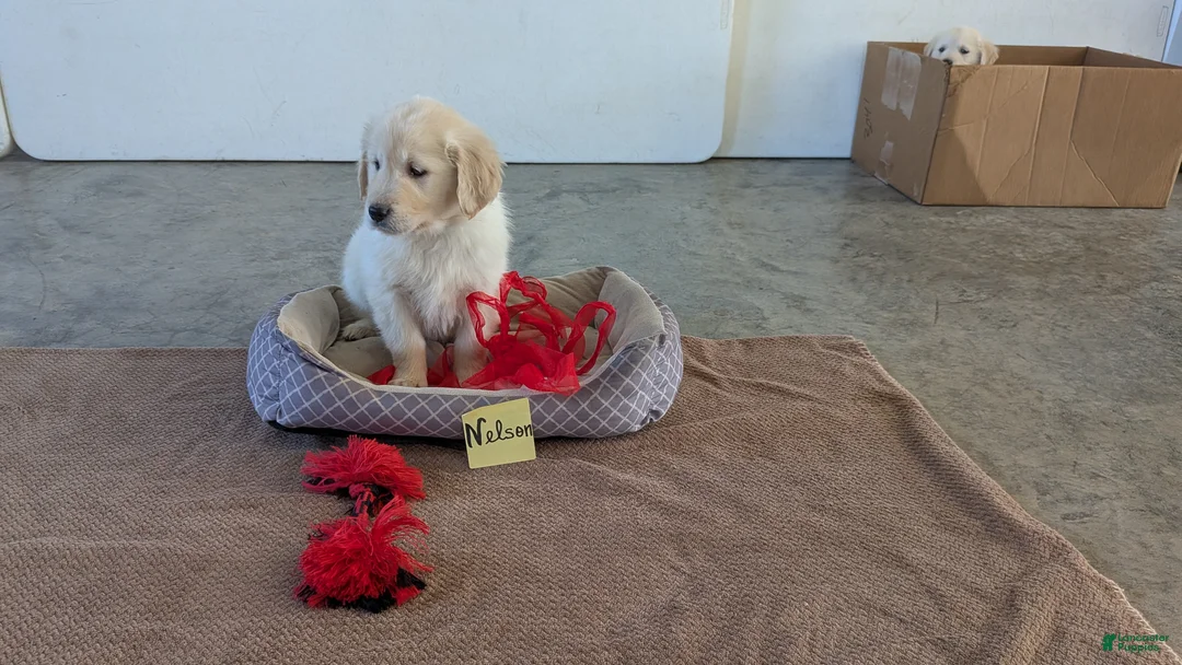 Golden Retriever dogs for sale: Nelson - Ad 2