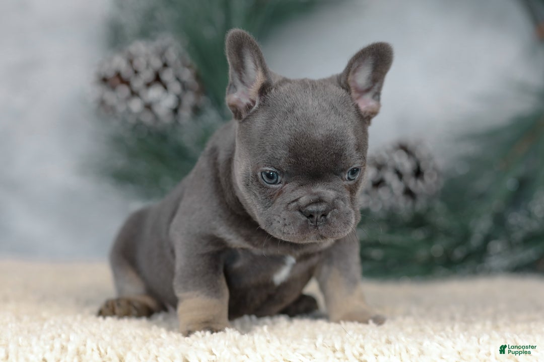 French Bulldog dogs for sale: Colby - Ad 4