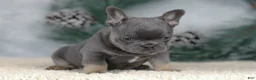 French Bulldog dogs for sale: Colby - Ad 4