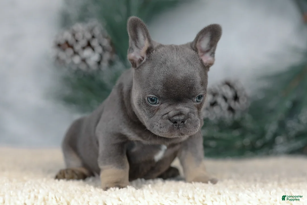 French Bulldog dogs for sale: Colby - Ad 4