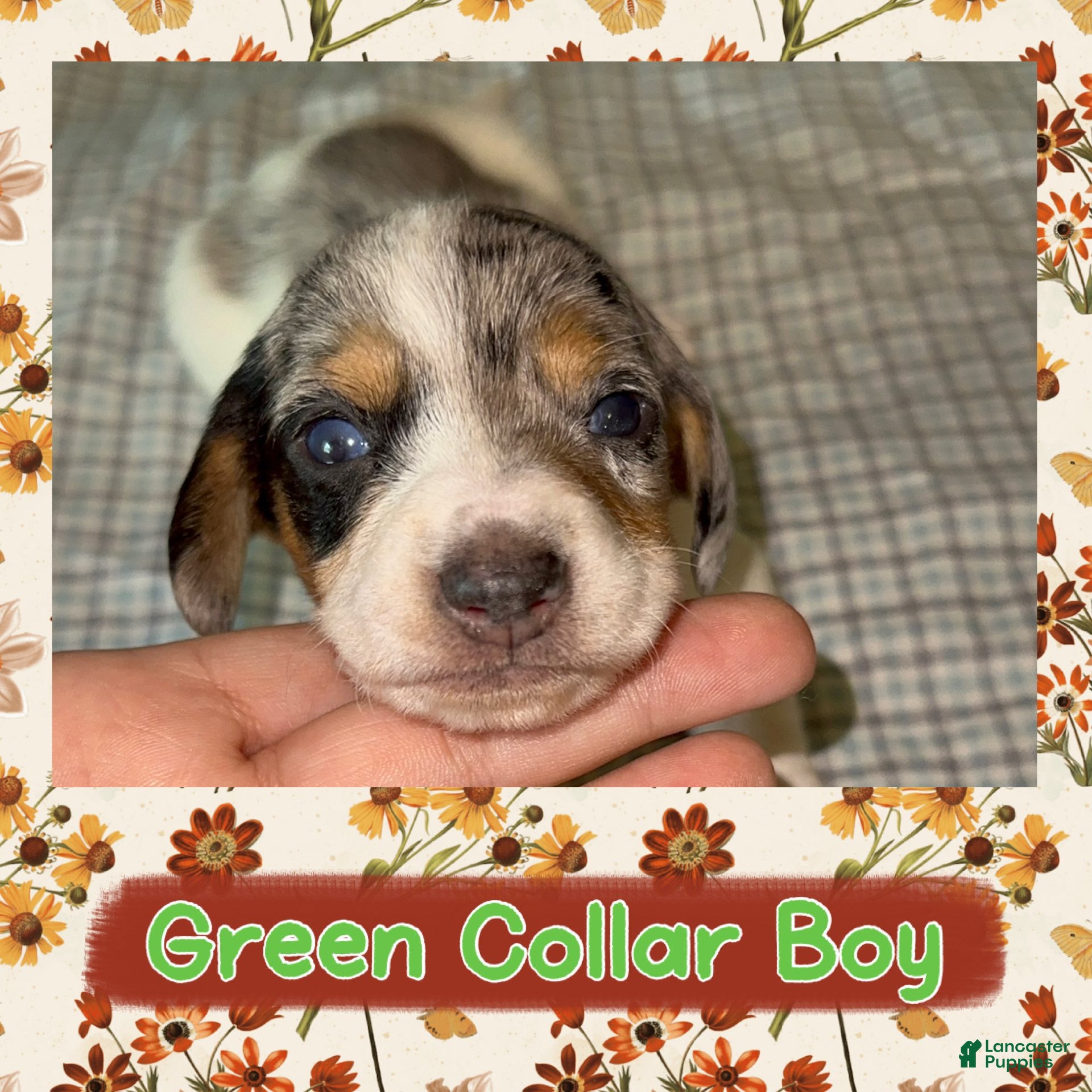 Miniature Dachshund dogs Green Collar Boy - Ad 14