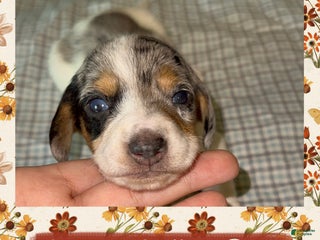 Miniature Dachshund dogs Green Collar Boy - Ad 25