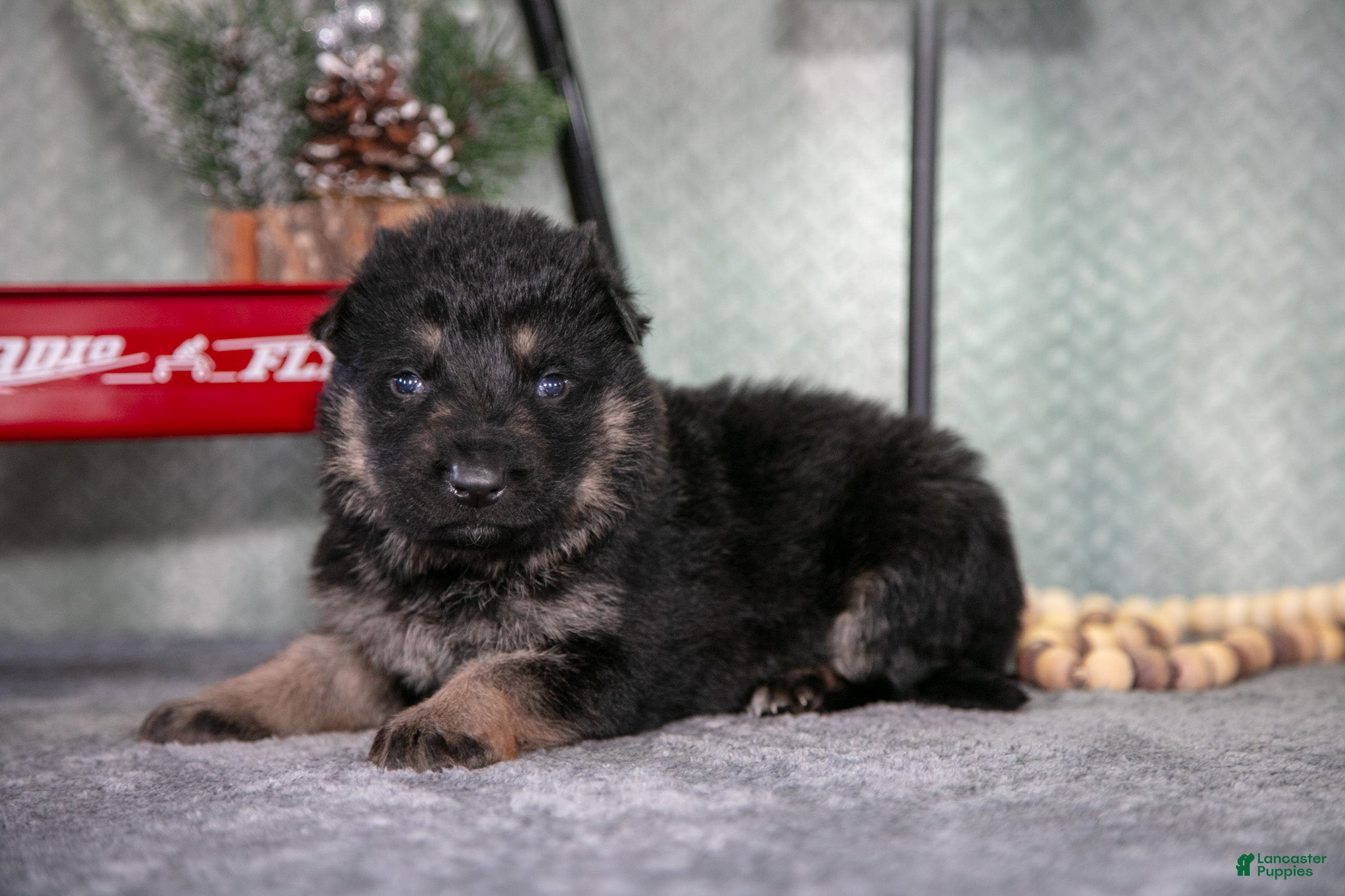 German Shepherd dogs Levi - Ad 14