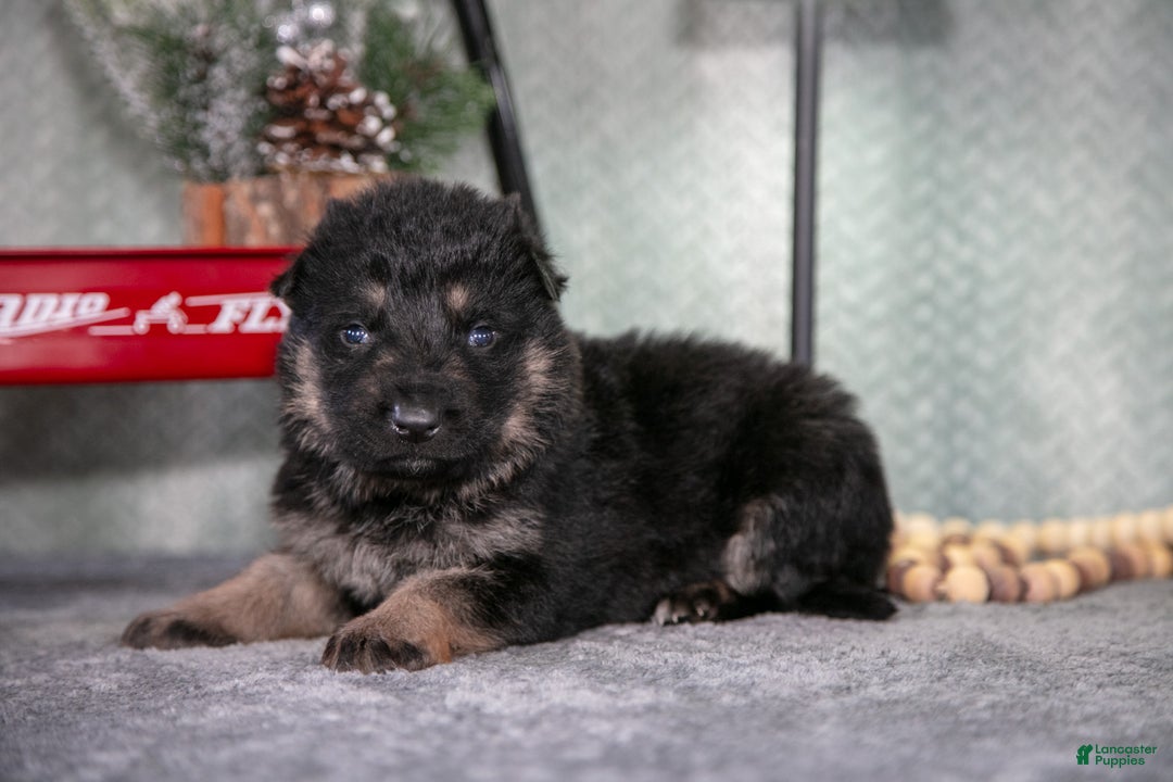 German Shepherd dogs for sale: Levi - Ad 1