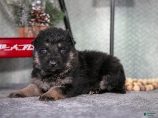 German Shepherd dogs Levi - Ad 14