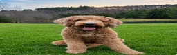 Mini Goldendoodle dogs for sale: Poppy - Ad 10