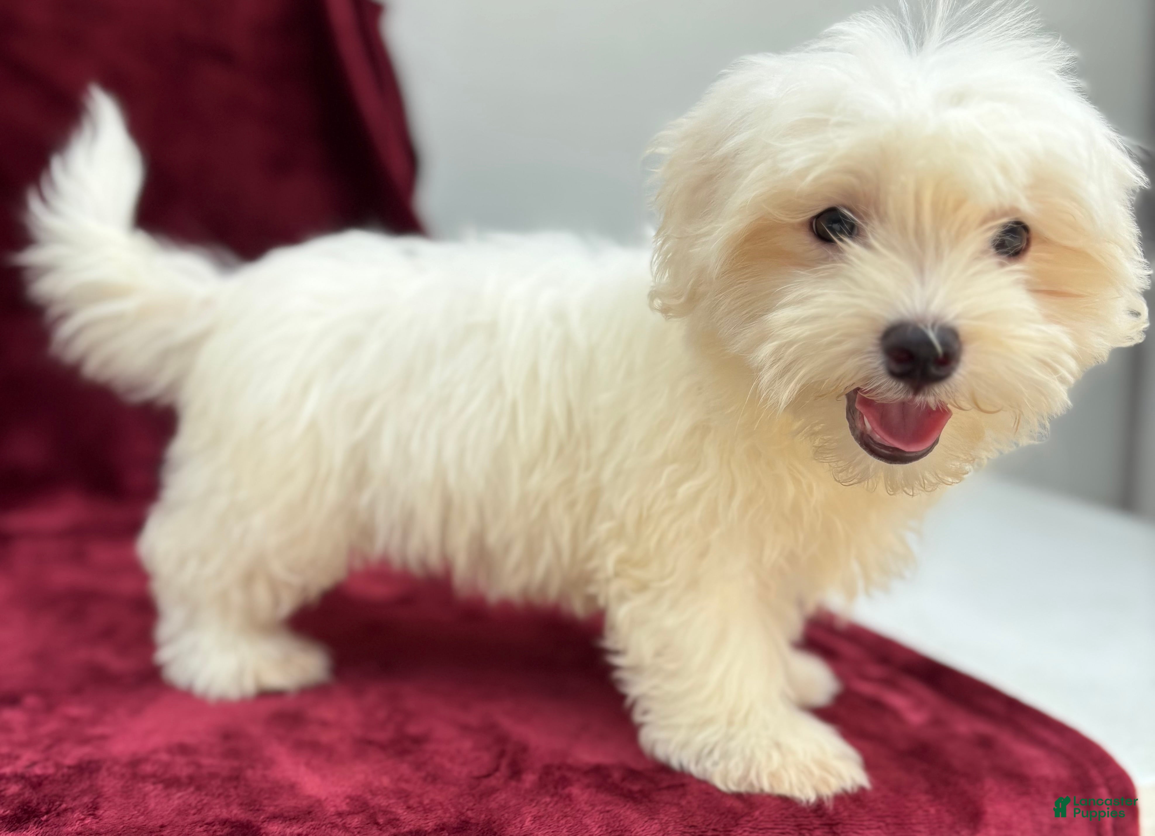 Maltese dogs Max - Ad 2