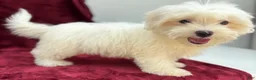 Maltese dogs for sale: Max - Ad 2
