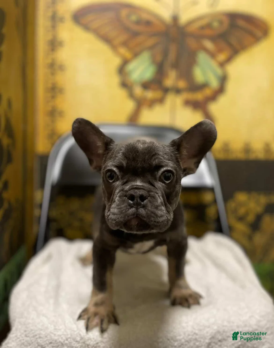 French Bulldog dogs for sale:  Puppy Bruno - Ad 3