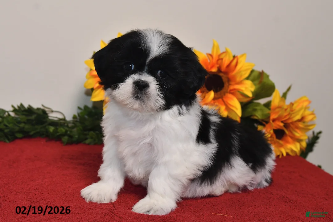 Shih Tzu dogs for sale: Sophie - Ad 5