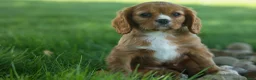 Cavalier King Charles Spaniel dogs for sale: Fletcher 🐶💙 - Ad 6