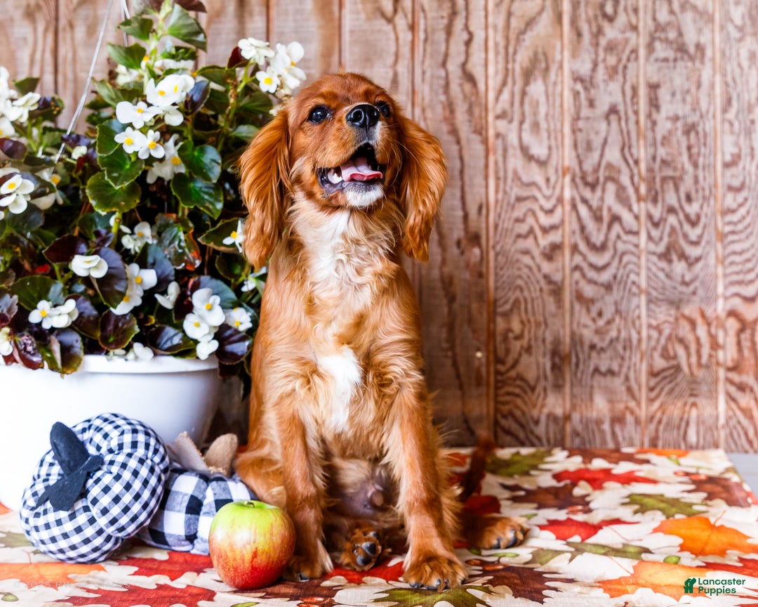 Cavalier King Charles Spaniel dogs for sale: Oliver - Ad 9