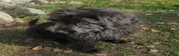 Labradoodle dogs for sale: Jessica  - Ad 3