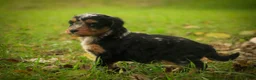 Mini Bernedoodle dogs for sale: Maple F1 Mini Bernedoodle  - Ad 4