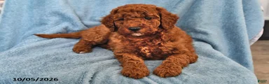 Tootsie