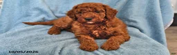 Mini Goldendoodle dogs for sale: Tootsie - Ad 1