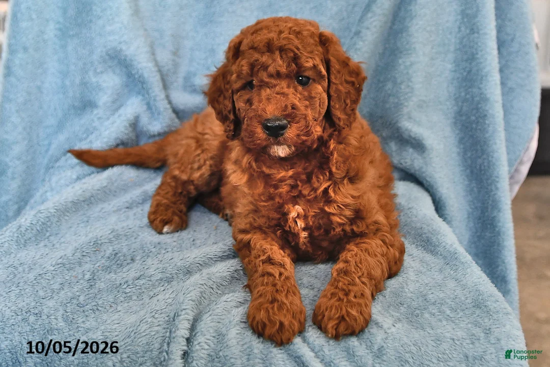 Mini Goldendoodle dogs for sale: Tootsie - Ad 1