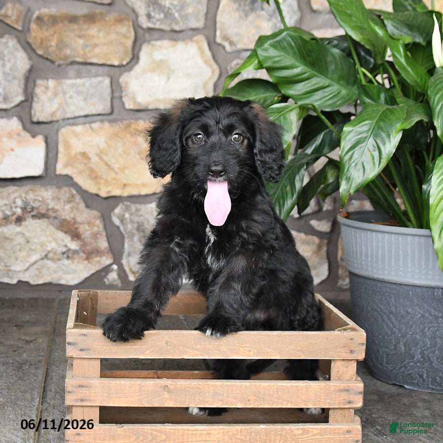 Double Doodle dogs Diamond - Ad 2