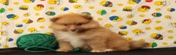 Pomeranian dogs for sale: Silas  - Ad 3