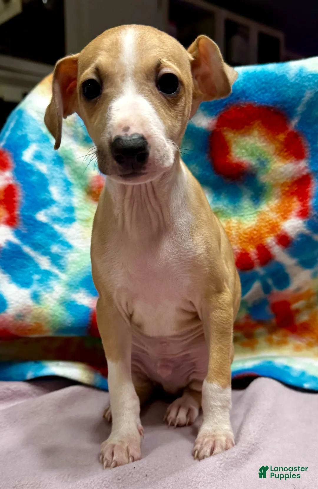 Italian Greyhound dogs for sale: Italian Greyhound Puppy 2 - Ad 1