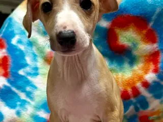 Italian Greyhound dogs Italian Greyhound Puppy 2 - Ad 20