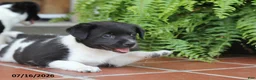 Toy Fox Terrier dogs for sale: Missy - Ad 9