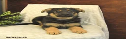 German Shepherd dogs for sale: Milly - Ad 4