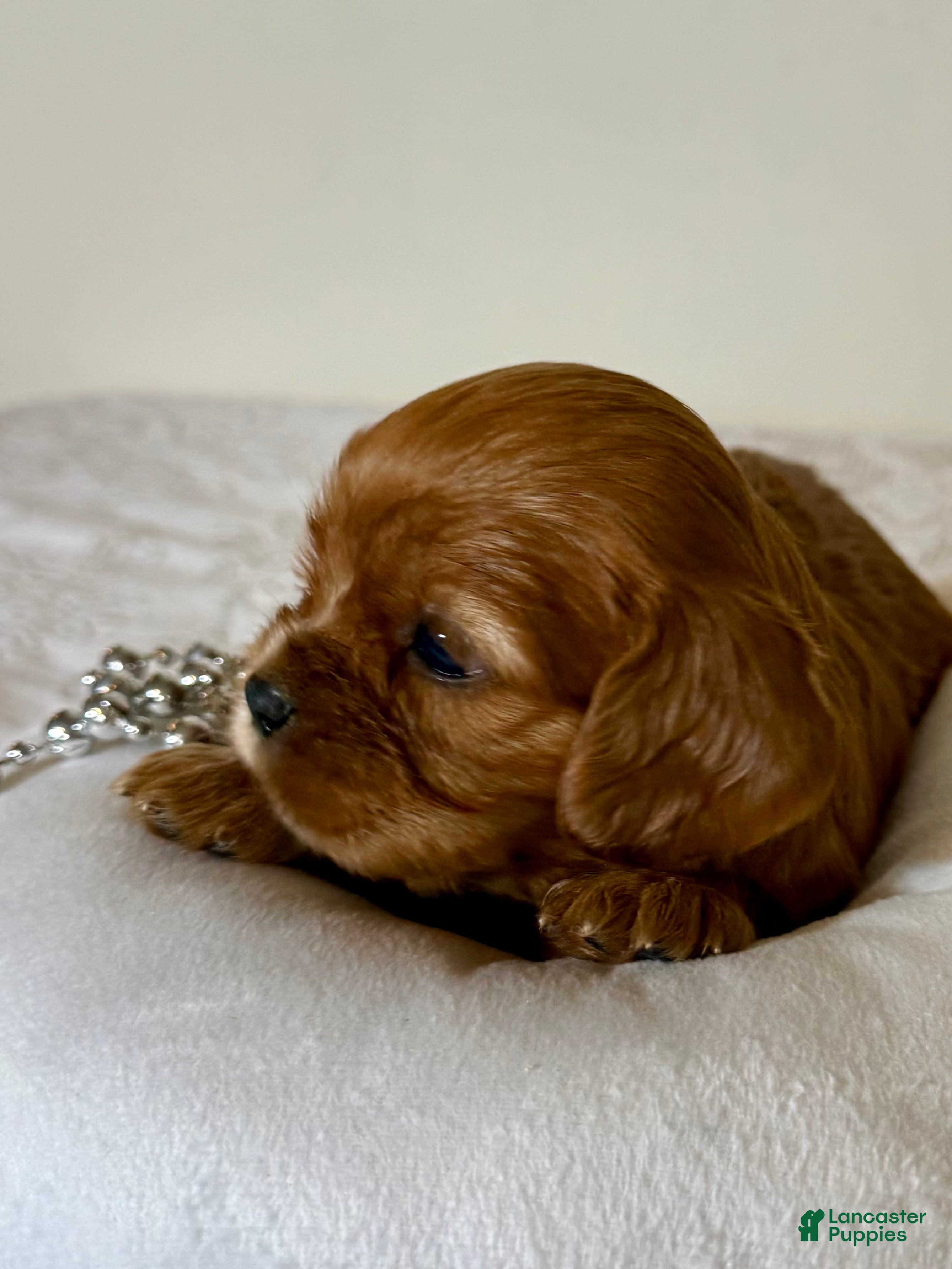 Cavalier King Charles Spaniel dogs Tanner Cavalier King Charles Spaniel  - Ad 2