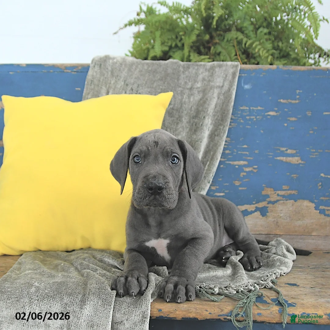 Great Dane dogs for sale: Clifford - Ad 3