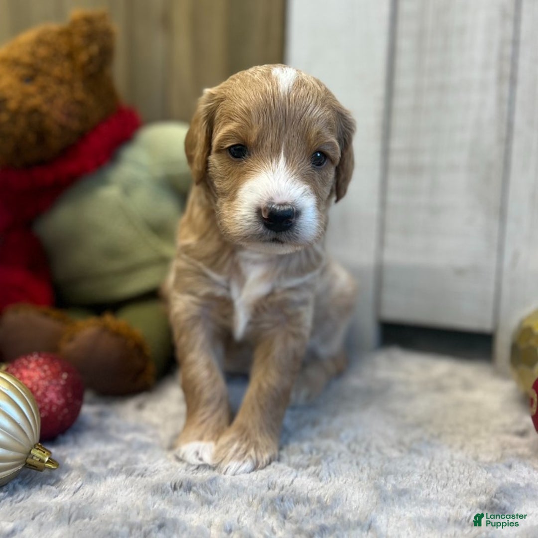 Goldendoodle dogs for sale: Tango (Miniature Girl) - Ad 3