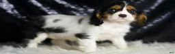 Cavalier King Charles Spaniel dogs for sale: Parker - Ad 4
