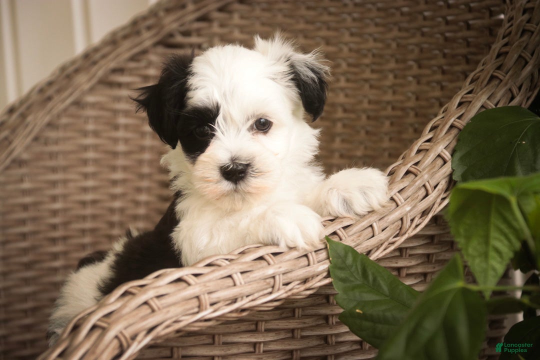 Havanese