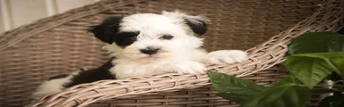 Penny Havanese 