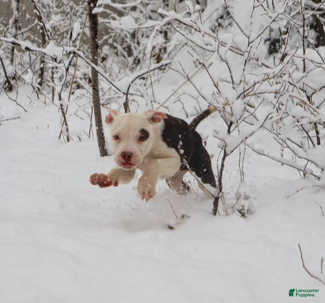 American Bully dogs for sale: Rebel - Ad 2