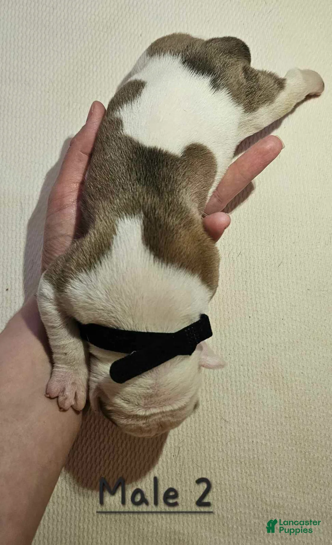 American Bulldog dogs for sale: American Bulldog Puppy 2 - Ad 1