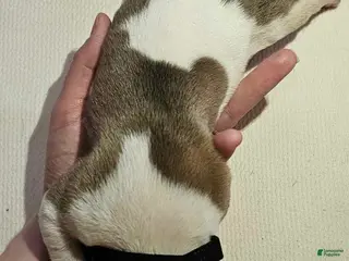 American Bulldog dogs American Bulldog Puppy 2 - Ad 10