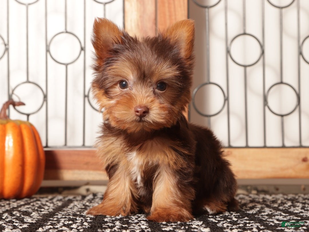 Yorkshire Terrier dogs for sale: Candy Chocolate Teacup Yorkie  - Ad 2